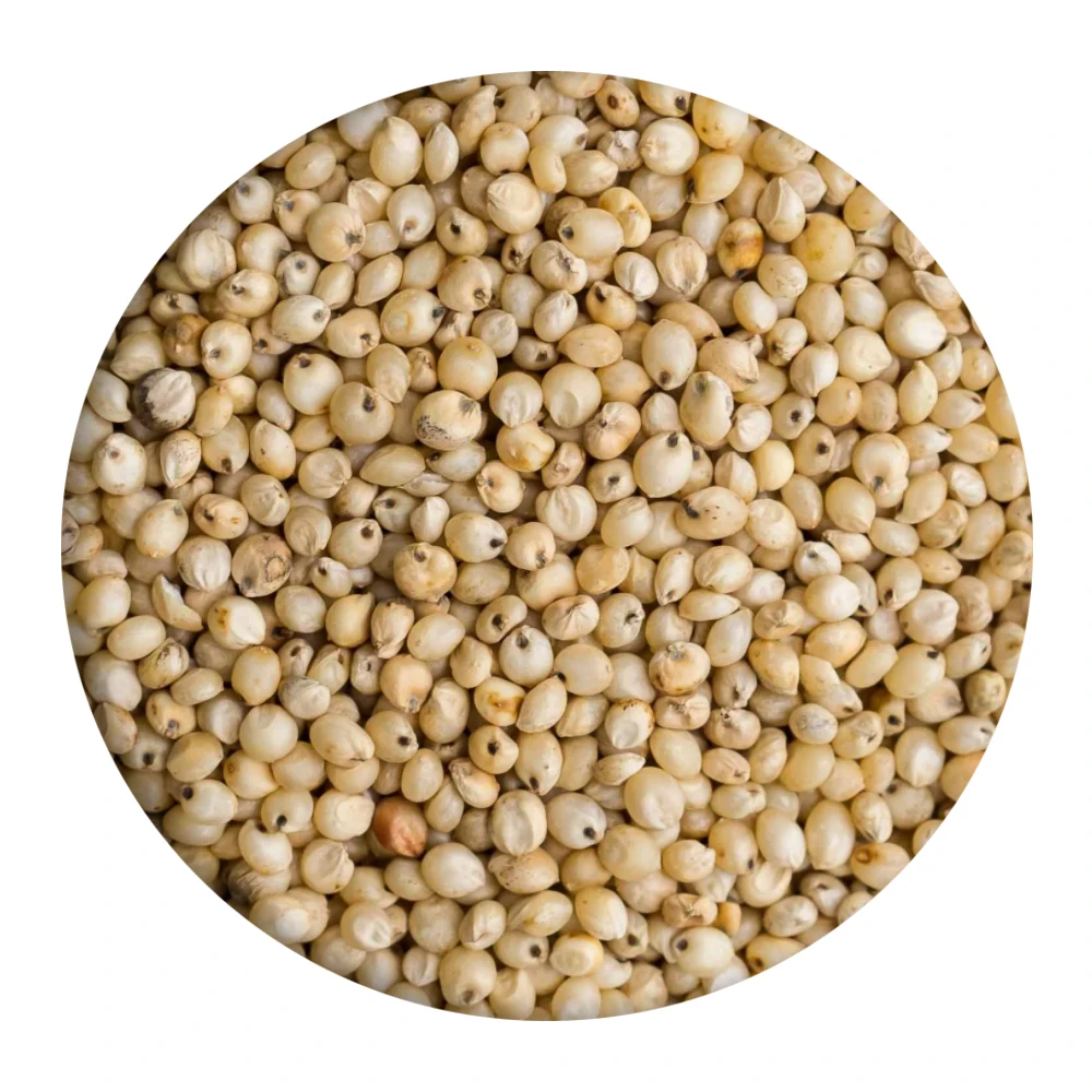 Organic Sorghum  Indian Sorghum/ White and Red Sorghum High Quality For Sale NOw