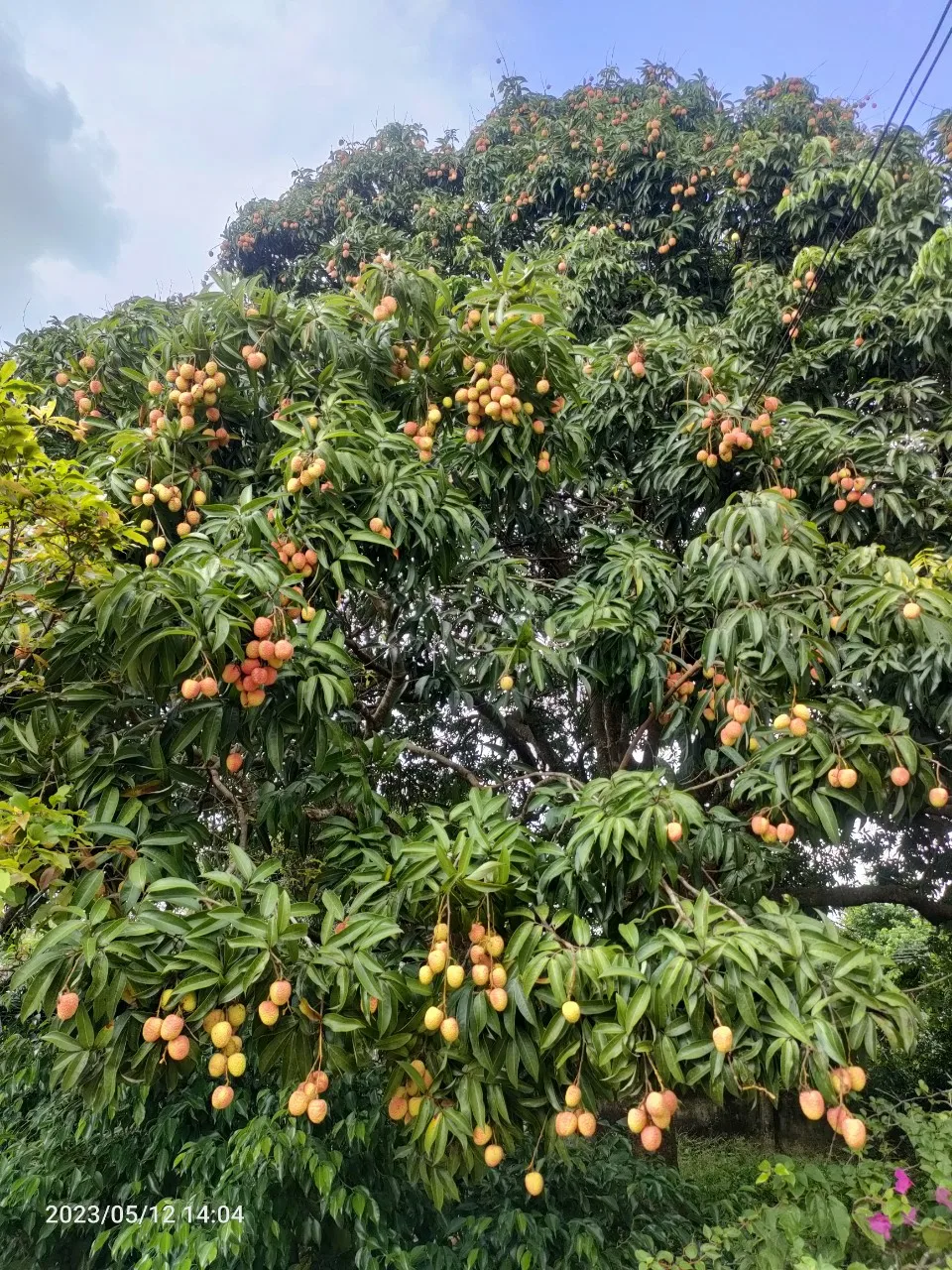 Fresh Lychee new crop 2023 high quality wholesales litchi sweet delicious standard best selling