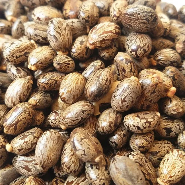 2023 Affordable High Quality Castor Seeds