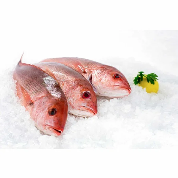 Best Competitive Price Frozen Red Snapper Fish in Stock Quantity