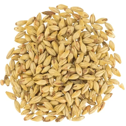 Зерна семян ячменя