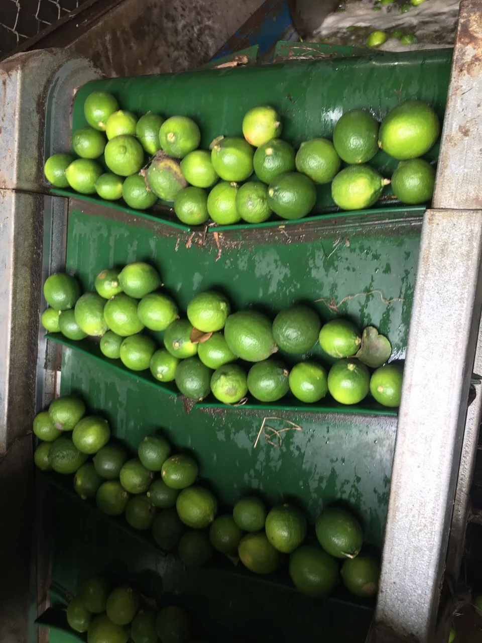 Competitive Price Green Natural Fresh Lemon Sour Taste Used For Beverage Wholesale Orders Origin From Vietnam