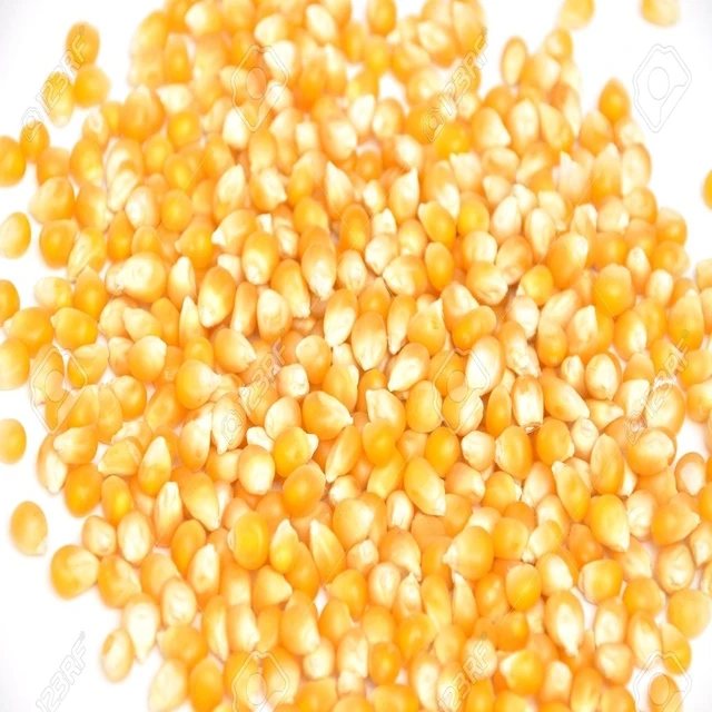 Premium High Quality Yellow Corn Maize Grains Feed Corn Maize for Animal from CA;9 Non-glutinous 50 Kg Dried 1 Cm AD