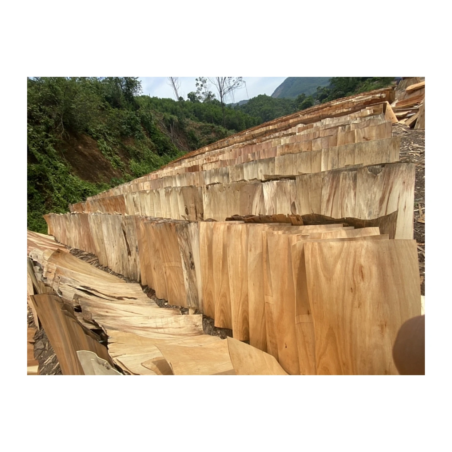 NATURAL EUCALYPTUS/ACACIA/RUBBER CORE VENEER WITH VERY CHEAP PRICE