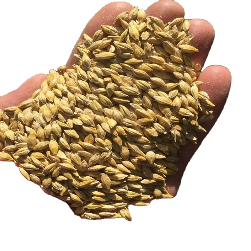 Organic Barley Grain / Barley Malt Grain / Hulled Barley Grain For Wholesale