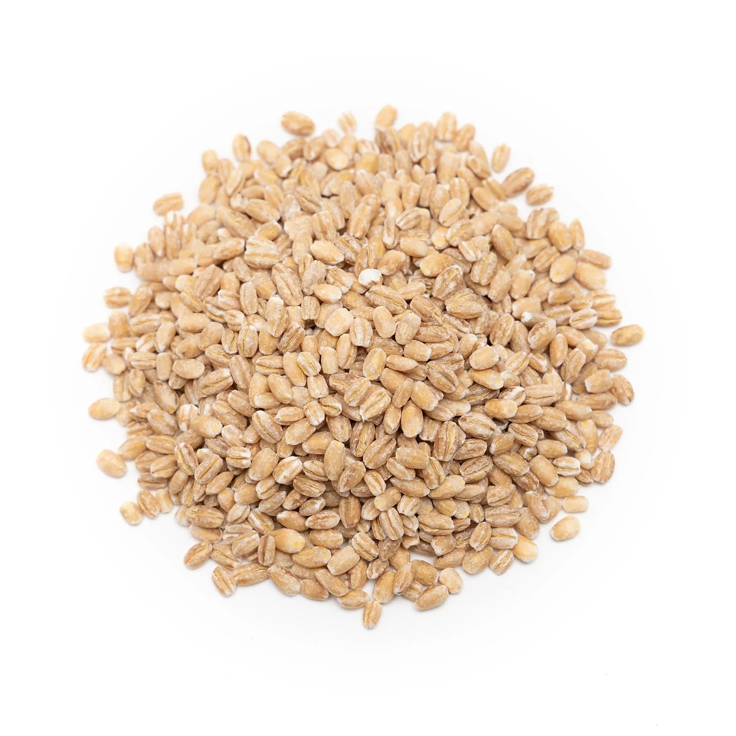 Wholesale Good Quality Beneficial in Nutrients Barley Grains
