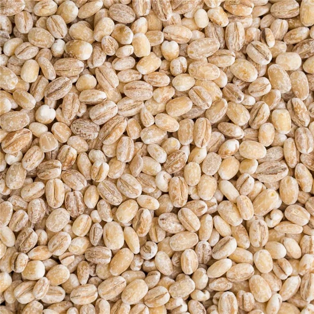 Barley grains for international market