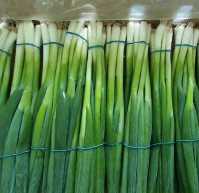 spring onion fresh and clean