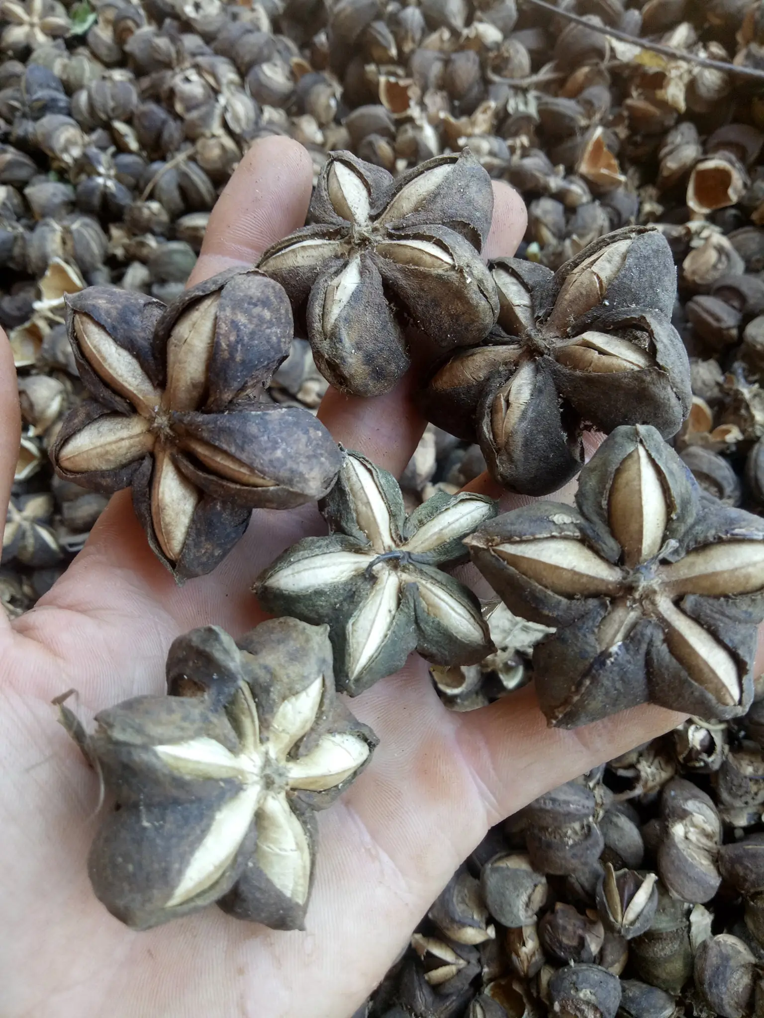 Высококачественная Белковая сырая Сача-инчи с оболочкой орехи сачи арахисовая Инка по конкурентоспособной цене/Лима + 84 346 565 938