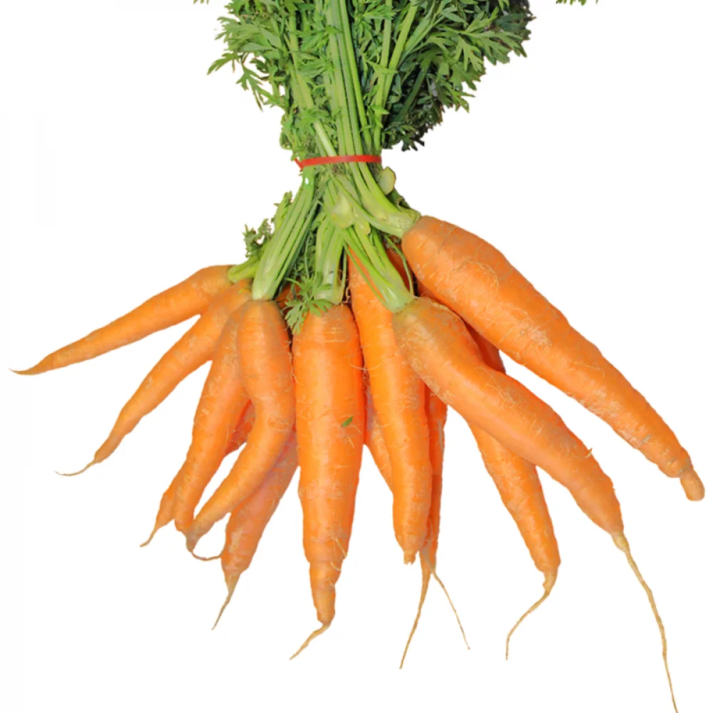 Carrot fresh organic carrots high quality in carton professional export fresh carrot high quality
