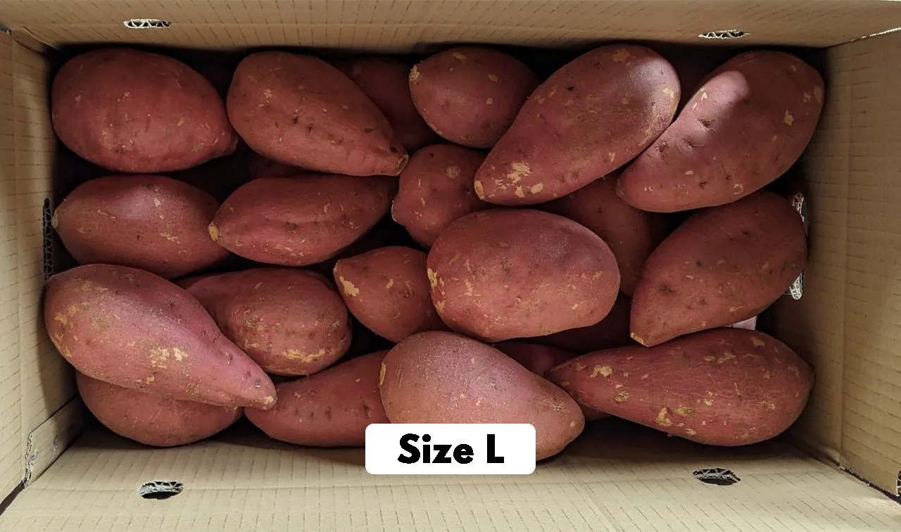 Fesh Овощной сельскохозяйственный продукт/сладкий картофель из вьетнамской фермы для экспорта