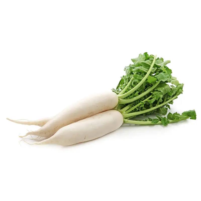 new crop high quality Chinese Fresh White radish direct manufacture Shandong Xiamen