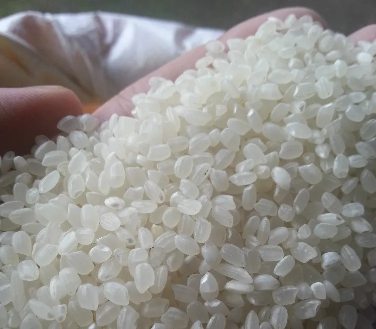 Cheapest price Vietnam Japonica rice 5% broken/ best quality// Mr. Kris whatsapp +84 982 069121
