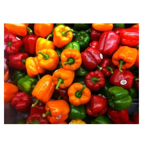 Fresh Capsicum growers Cheap Bell Pepper Green Yellow Red Sweet Pepper