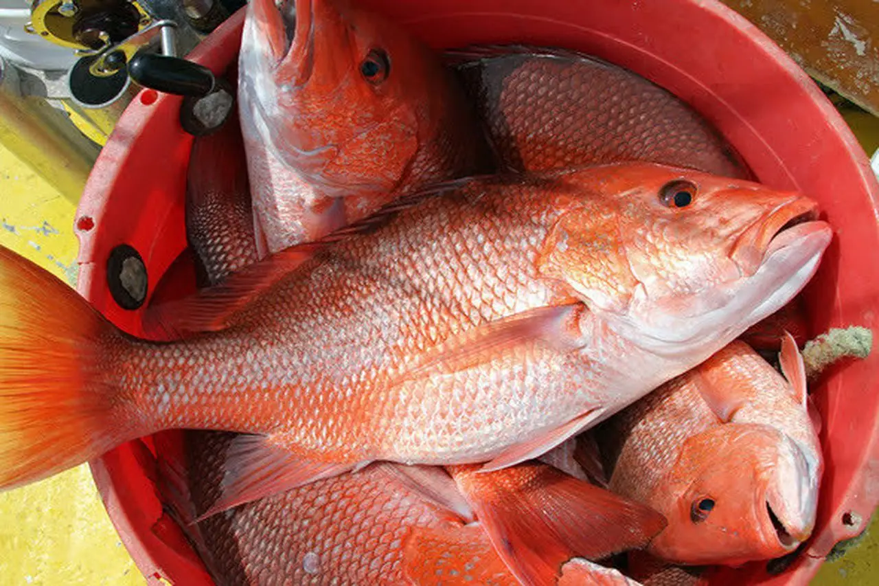 best quality fresh frozen red snapper fresh fillet skin on huge supplies snapper-fish for sale