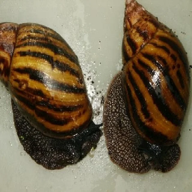 Frozen Snails, Dried African Giant Land Snails Meat