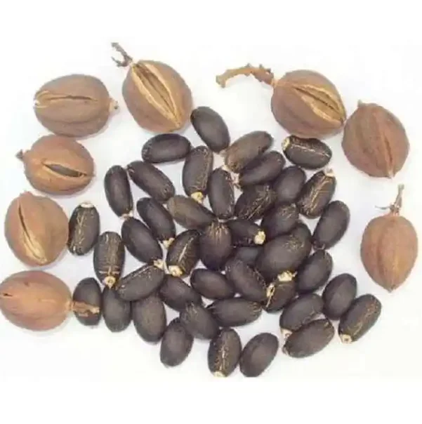 Dried Natural Jatropha Seeds For Sale