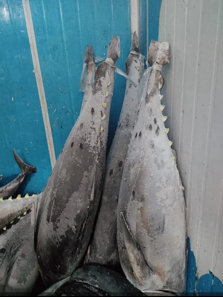 Factory Direct Hot Sale Good QualityWholesale Tuna Skipjack High Quality Sea Frozen Fish & Low Price from Indonesia
