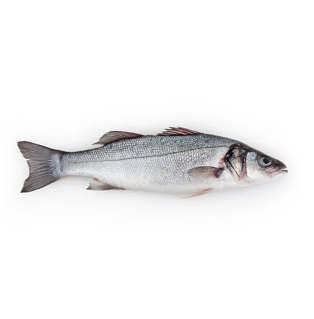 Reasonable prices Sea Bass Fish from Brazil Customizable Packaging