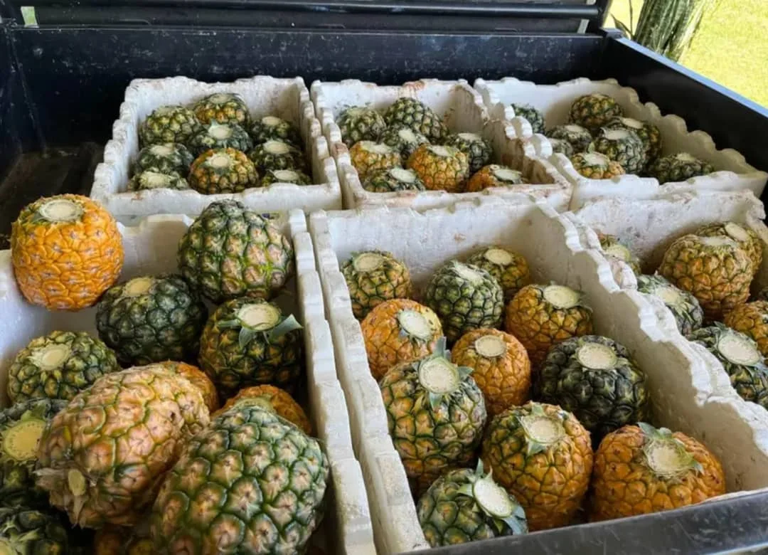 Low Priced Mexico Non GMO Fresh Fruit Golden Ananas Comosus MD2 Pineapple