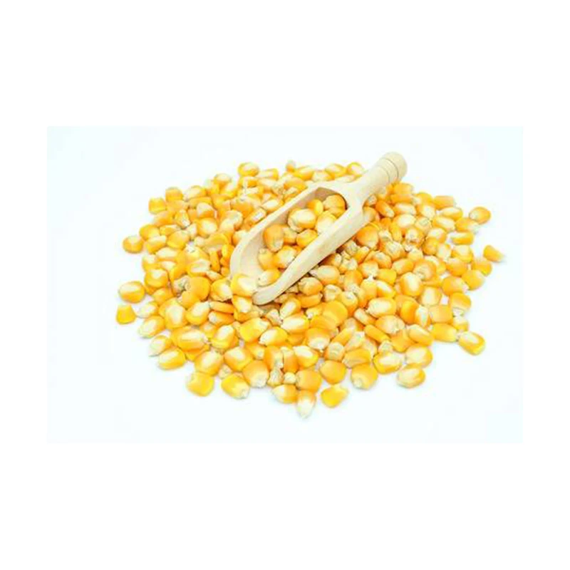 Best Quality Maize Grain Yellow Corn Feed Corn Maize at Low Cost Wholesale