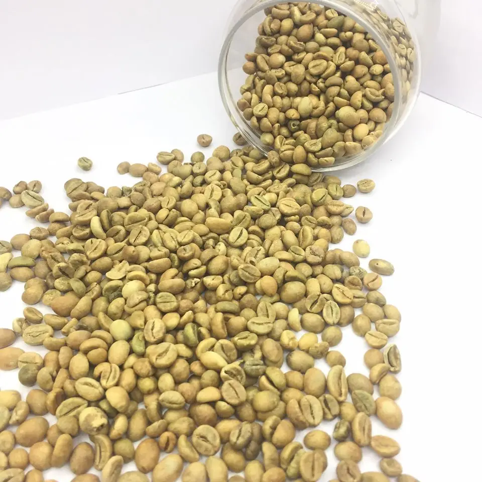 VIETNAM NATURAL SCREEN 16 WET POLISHED ROBUSTA GREEN COFFEE BEAN Wholesale WHATSAP 0084989322607