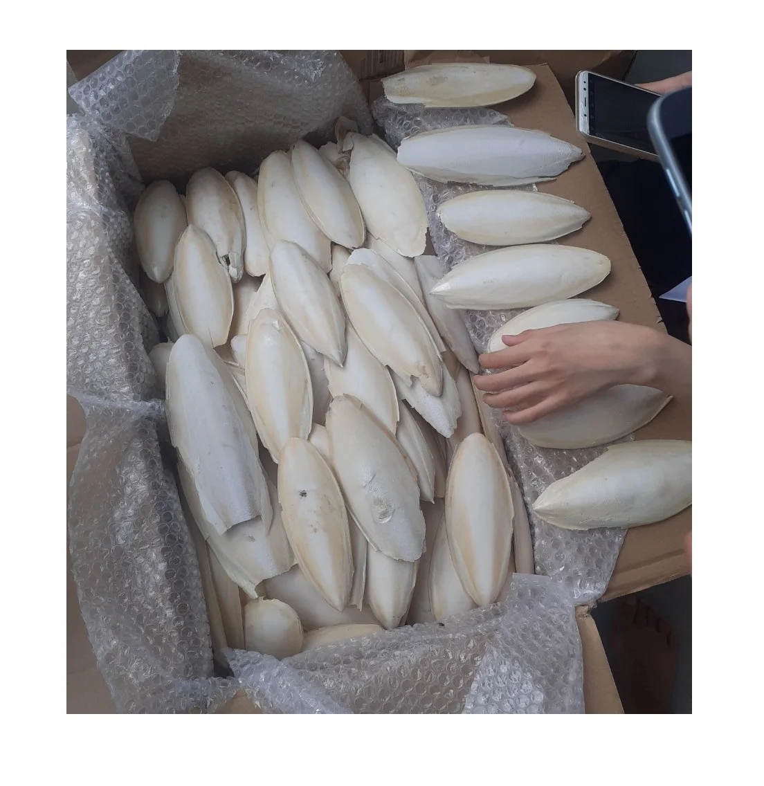 Wholesale Dry Cuttlebone Cuttlefish Bone for Pets Reptile Hermit Crab 100% Natural Cuttlefish Bone for Vietnam Medicine Parrots