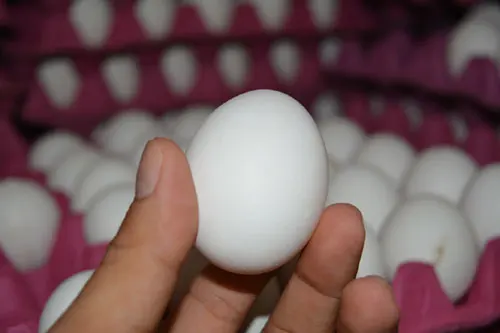 Chicken Egg From Turkey Fresh and Natural Egg Wholesale Price Animal Products Eggs Best Price Best Quality