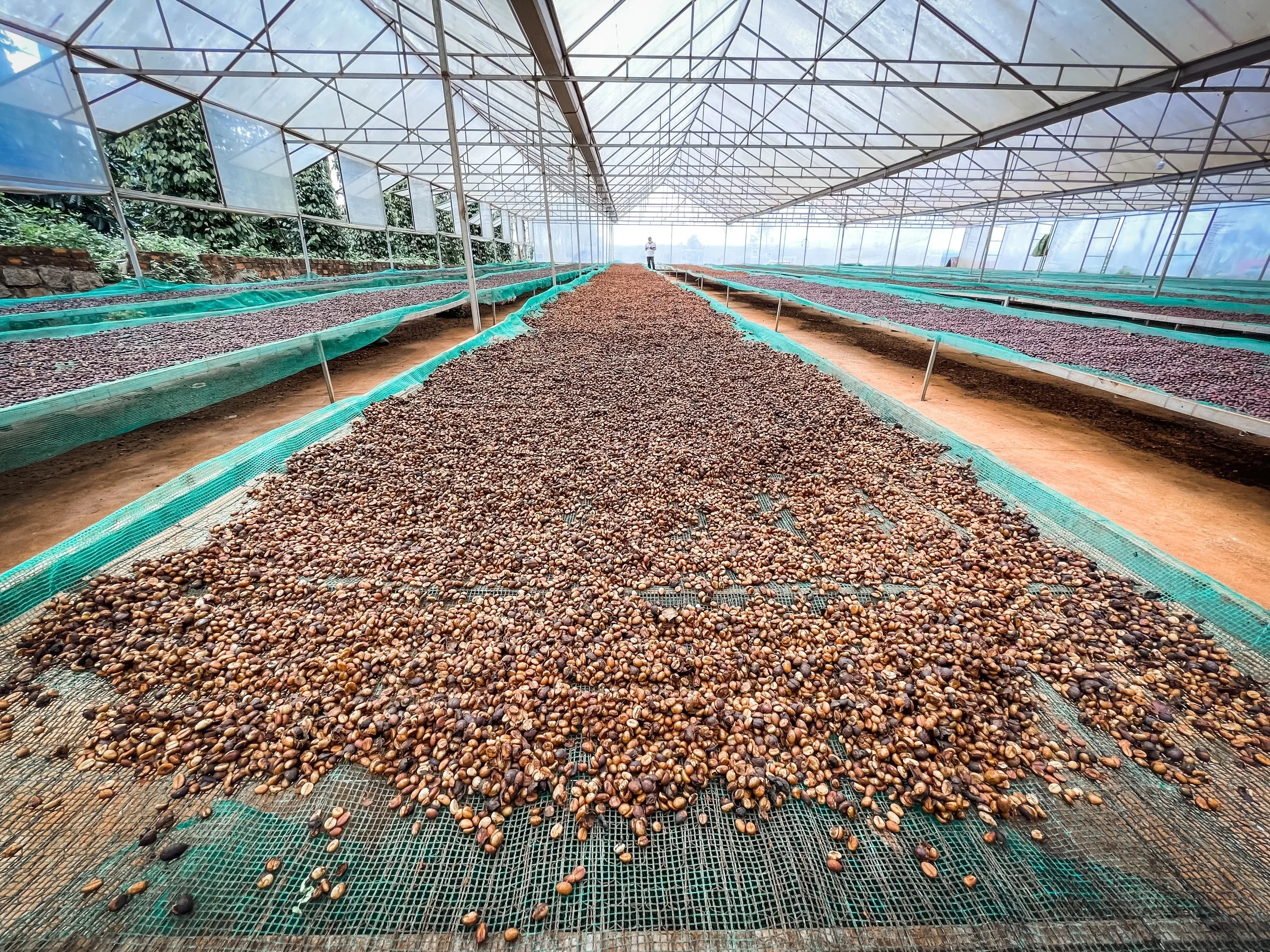 Green Robusta Coffee Beans High Quality S16 Honey Process  98% Maturity  Natural Flavors  from Buon Me Thuot Highland Vietnam