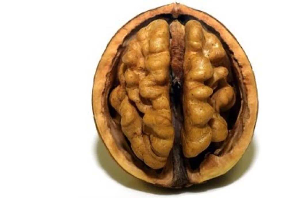 Best Price Unshelled Walnuts Walnuts And Walnut Kernels