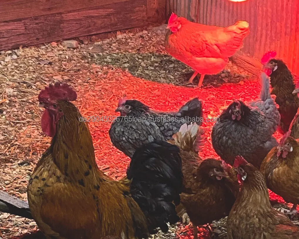 Свежие куриные яйца для фермы коричневые и белые из ракушек маленькие средние большие