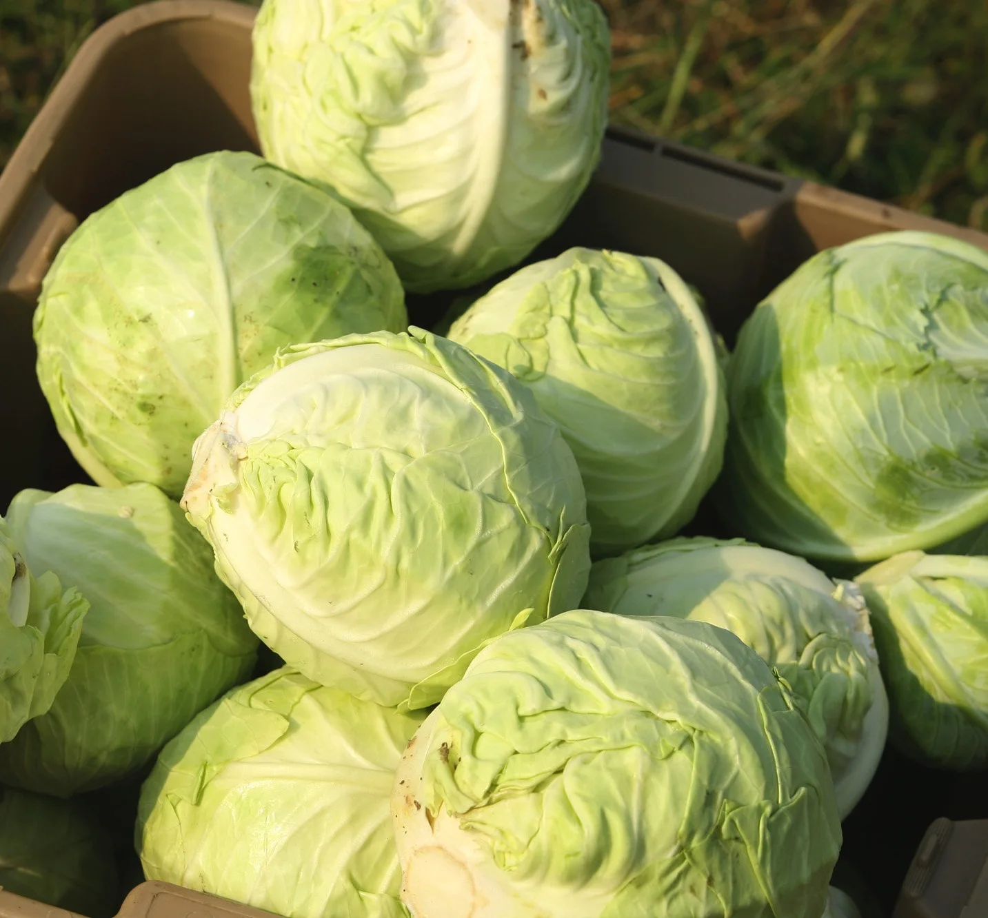 HOT DEAL!! Vietnamese Fresh Round Cabbage High Quality Competitive Prices From Vietnam Taste Delicious