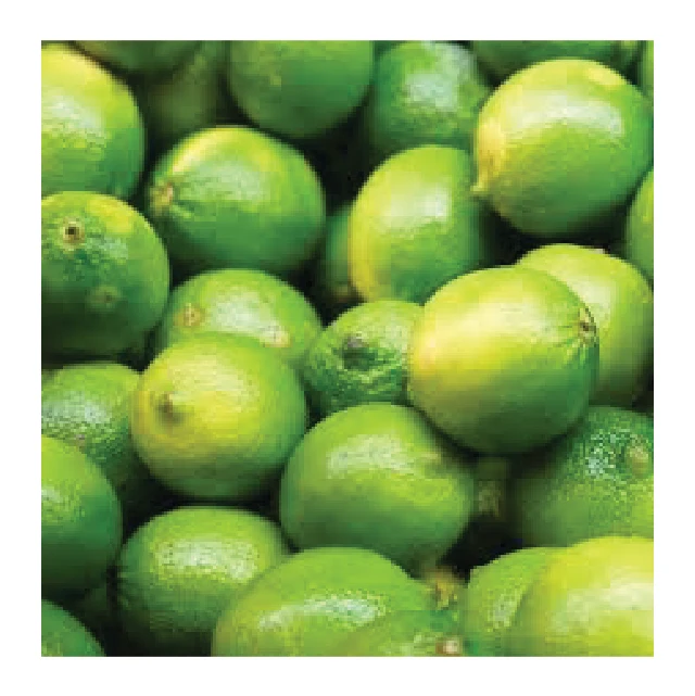 Organic Fresh Lime Product on Sale Wholesome Fresh Fruit from Viet Nam