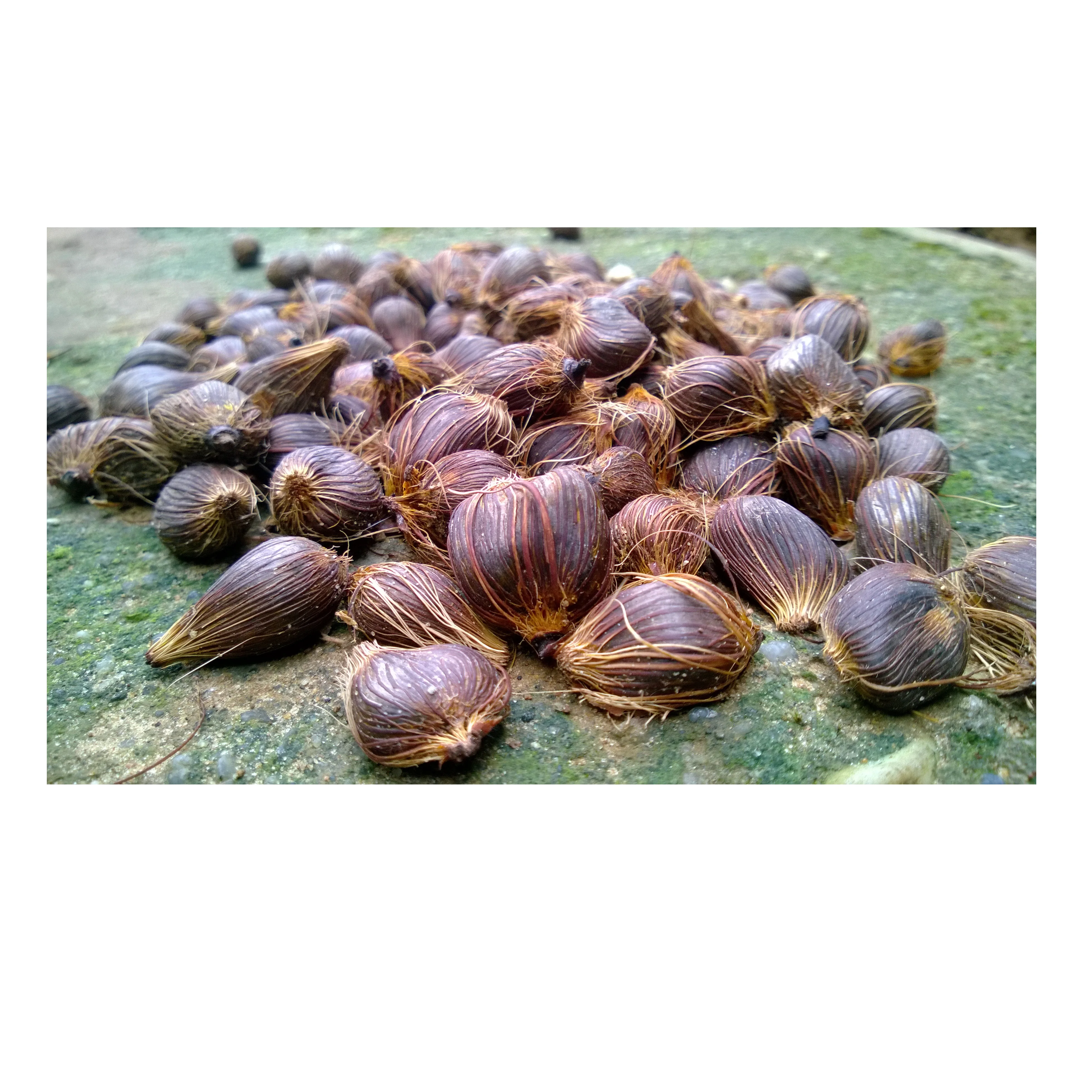 Brazil Palm Nuts Fresh Young Palm Nuts For Sale