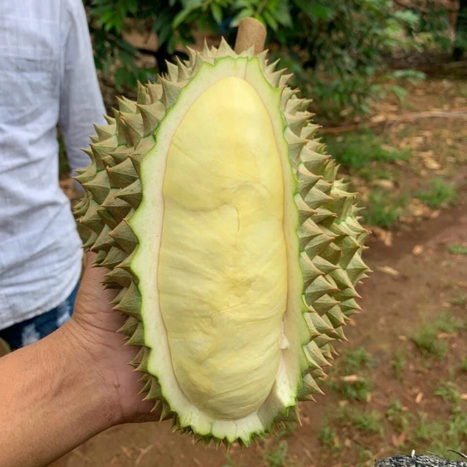 Frozen Durian Pack Fruit +84947900124
