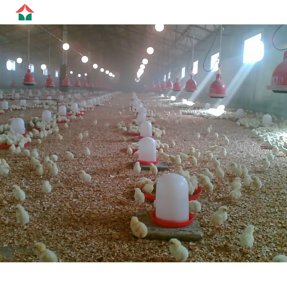 Коммерческие куриные