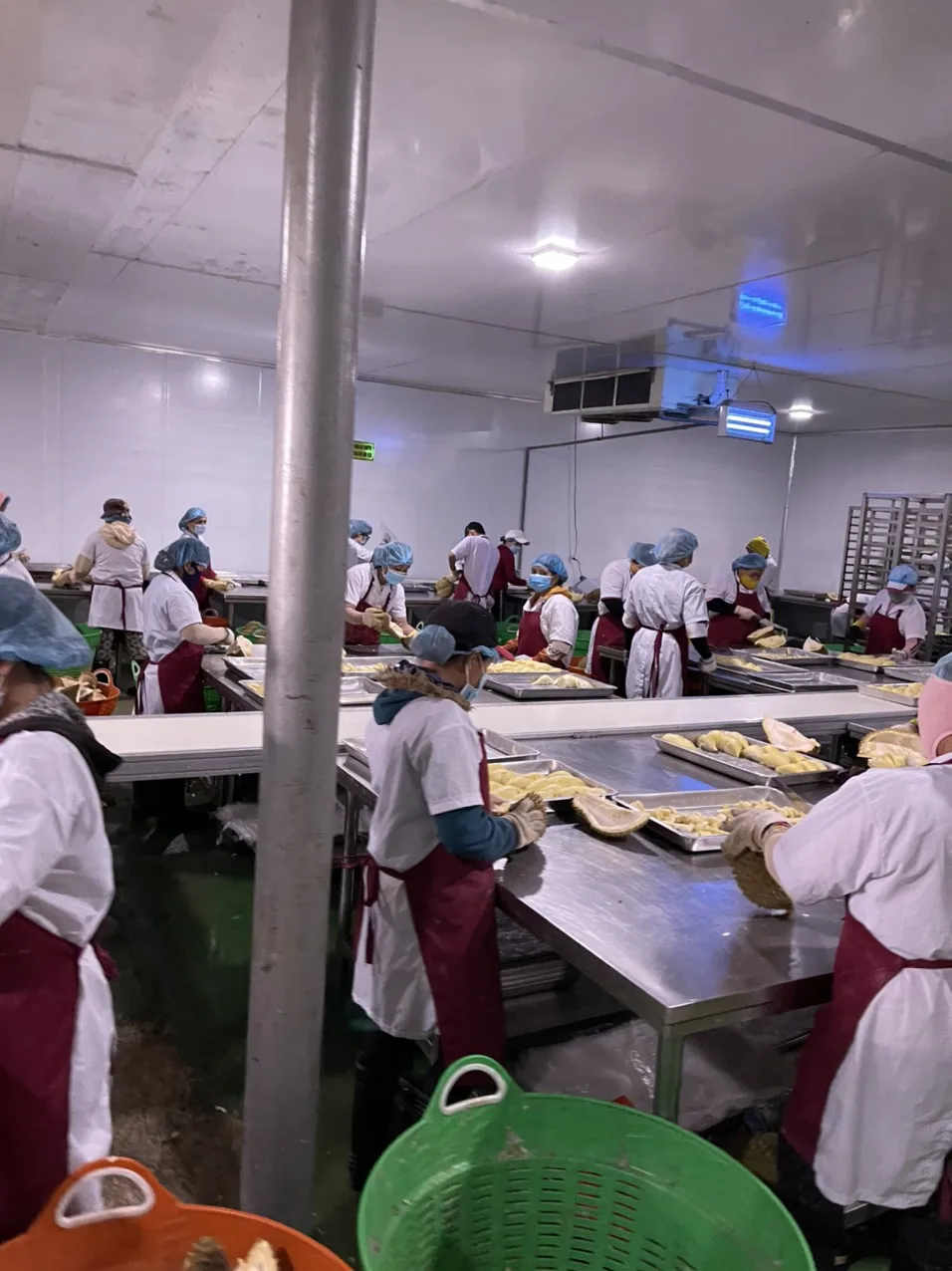 Fresh Monthong durian fruit and Musang king durian grown in Vietnam organic farm Mr.Ryan +84938244404