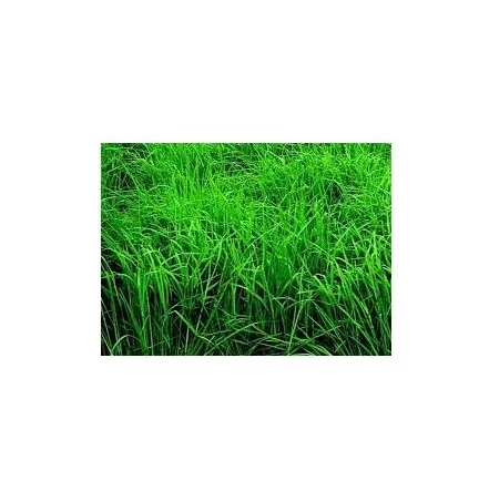 Quality Timothy Hay Quality Alfalfa Hay/ Timothy Hay and Lucerne Clover in Bales/Bermuda Orchard Grass Oat Hay