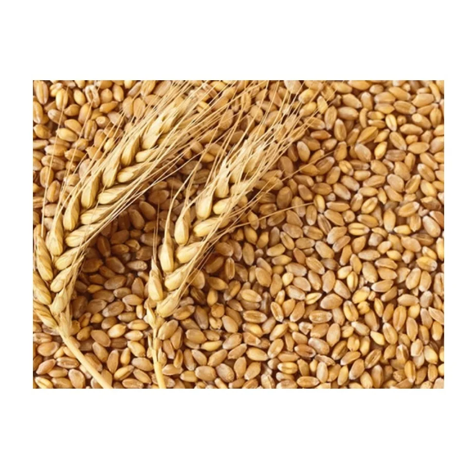 barley seeds used animal feed for cattle and sheep for Barley grwoing sprout