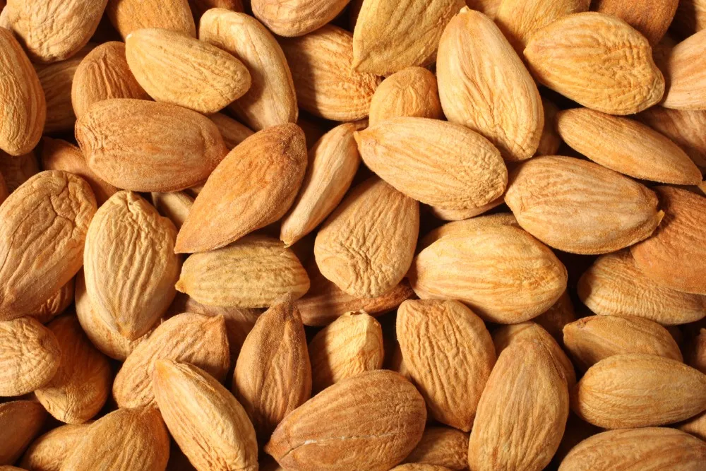 Quality Apricot Kernels/ Blanched Almond/ Almond Kernels