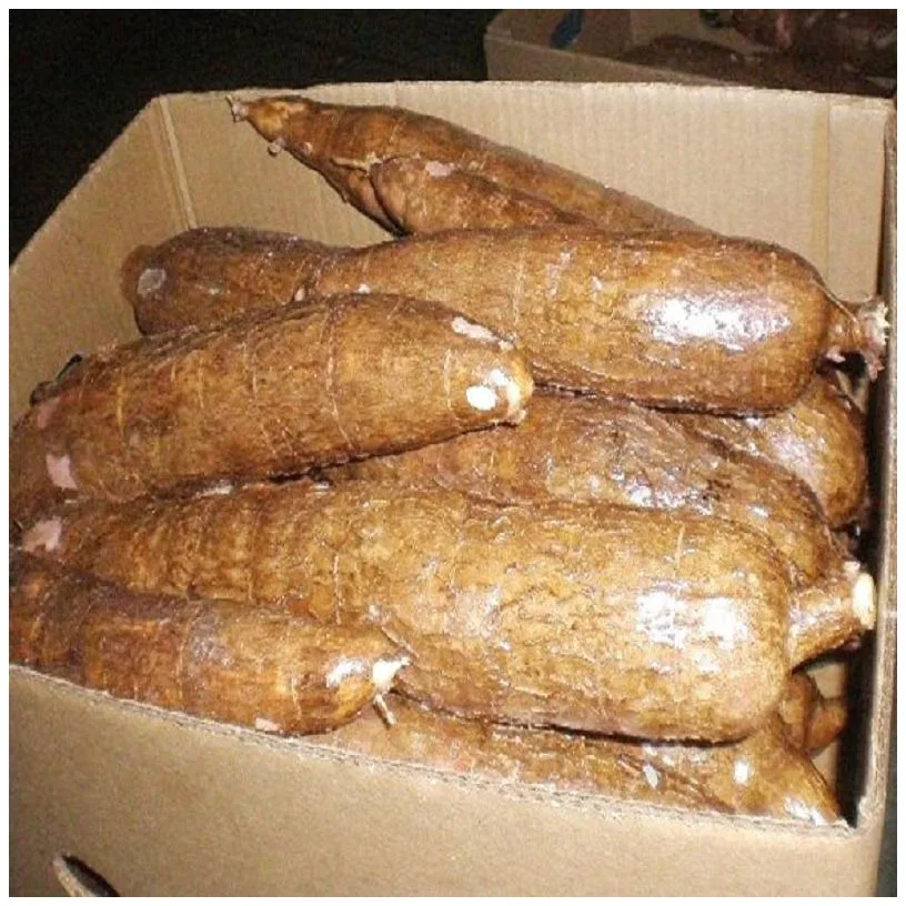 Fresh Cassava / Tapioca in Bulk Best Price for Manioc Leaves Variety Wholesale Available