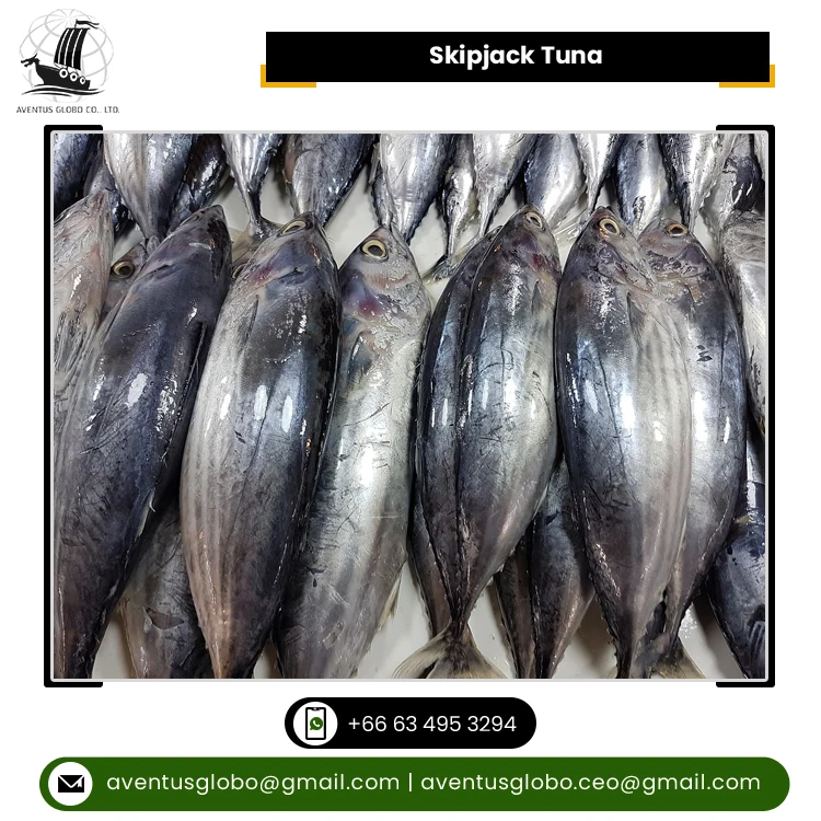 Thailand Origin Manufacturer Supply Factory Low Price Clean Frozen Seafood Product Skipjack Tuna Fish for Sale