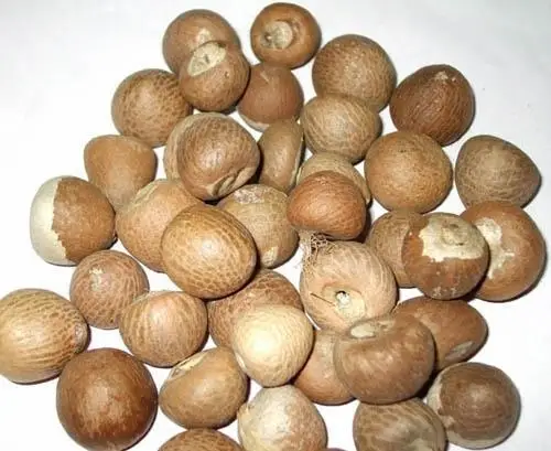 raw-betel-nut-500x500.jpg