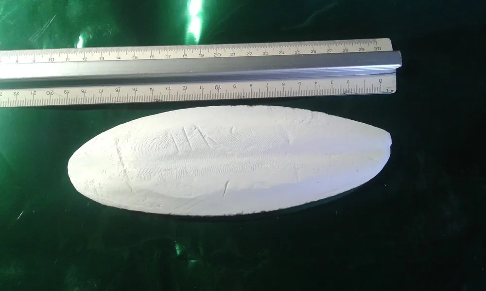 High Quality Dry Cuttlefish Bone 100% Natural Cuttlefish Bone from Vietnam