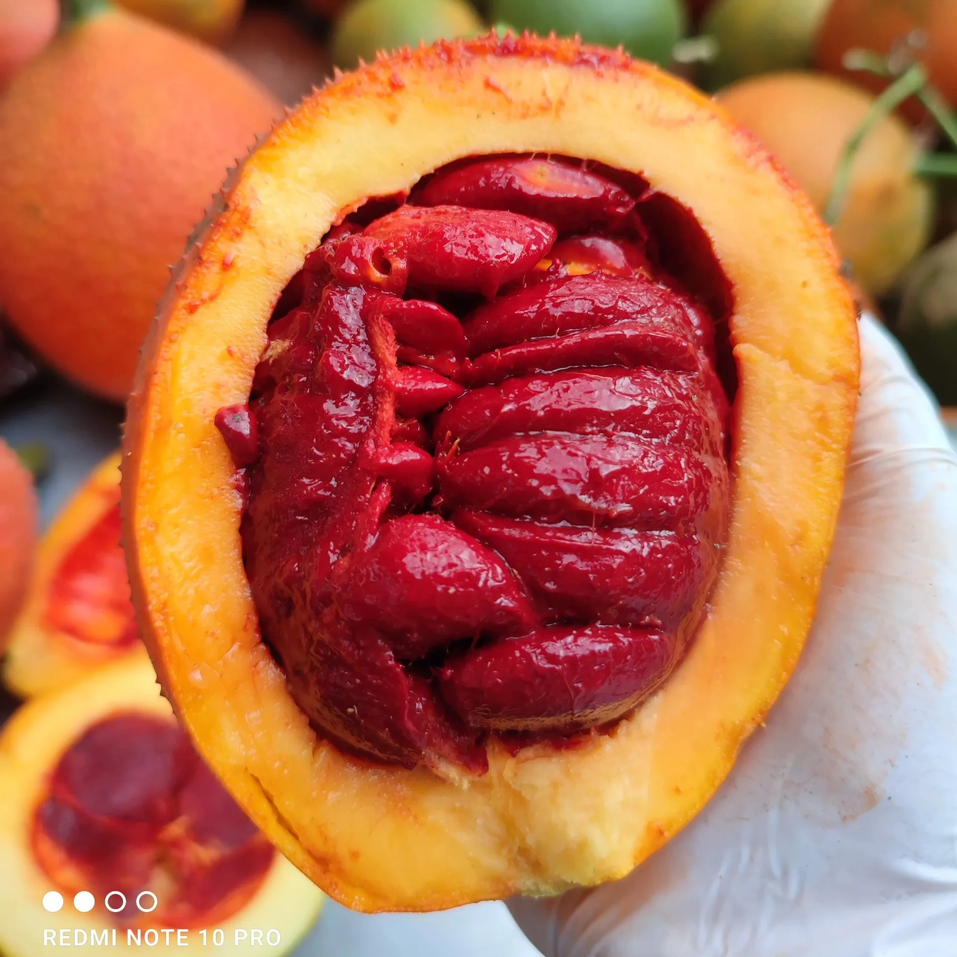 Wholesale Frozen Gac Fruit from Top Suppliers in Vietnam Call +84984418844 for WHOLESALE Prices