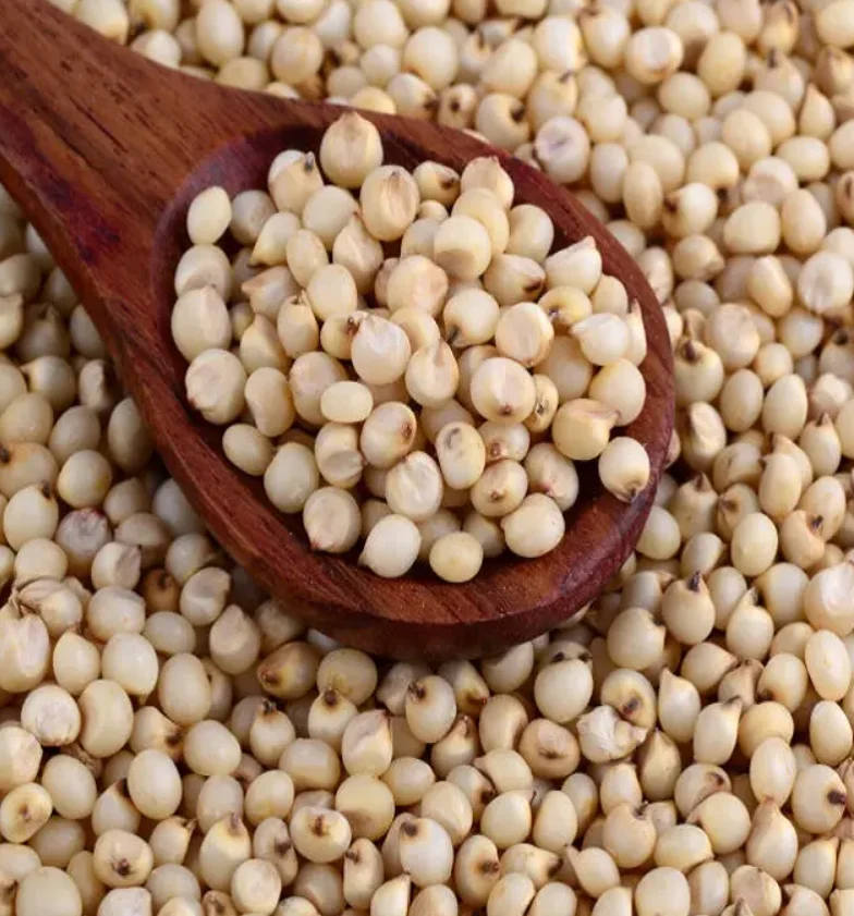 Grain Sorghum Seed Manufacturers In Thailand