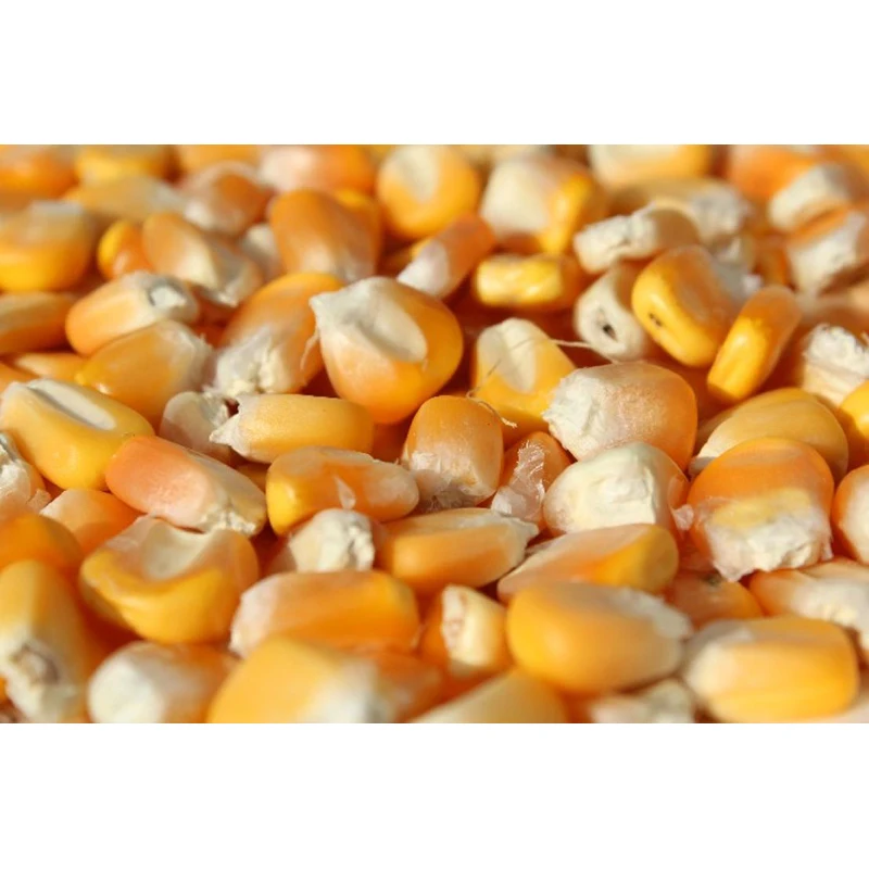 Pop Corn Maize/Popcorn Maize kernel Popcorn Butterfly and Mushroom Types