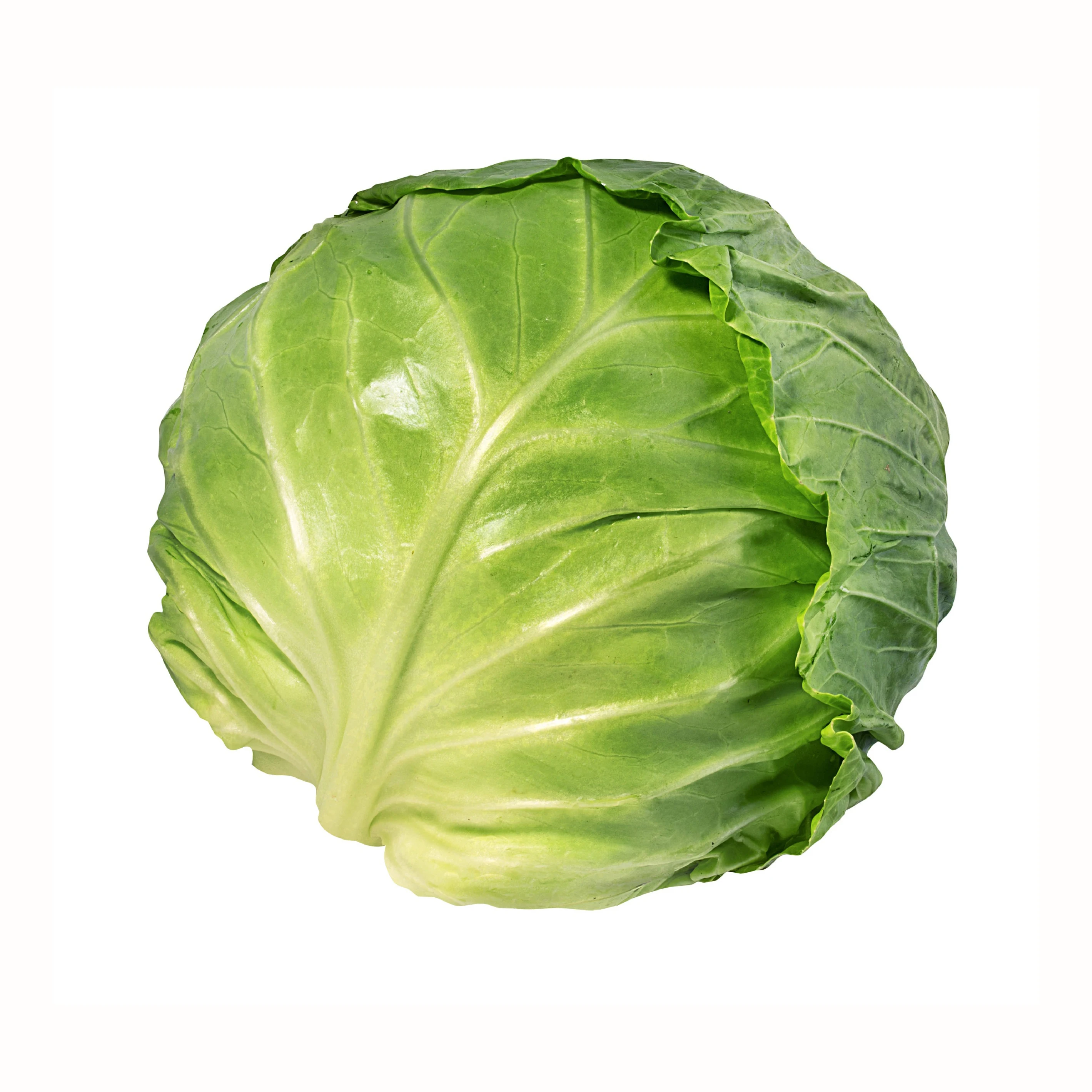 fresh cabbage fresh vegetables good quality cabbage wholesale with factory low price