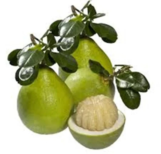 Exclusive Import Offer and Import with Confidence Fresh Pomelo Best Prices from Viet Nam for importer