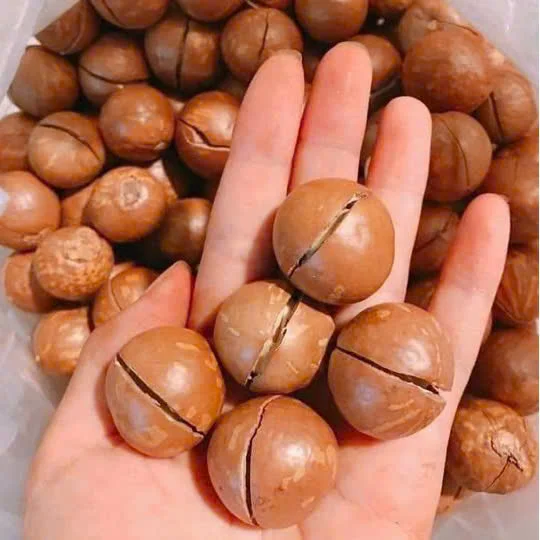 Вкусные хрустящие жареные орехи макадамия во Вьетнаме 100% сушеные закуски с натуральным вкусом готовые к употреблению